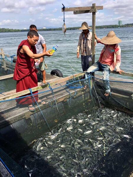 File:Tulku Migmar blessing fish.jpg